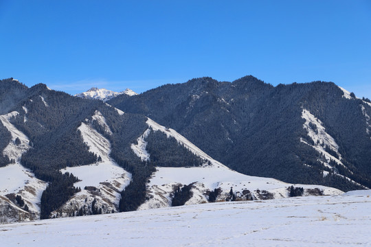 天山白雪