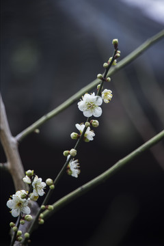 梅花