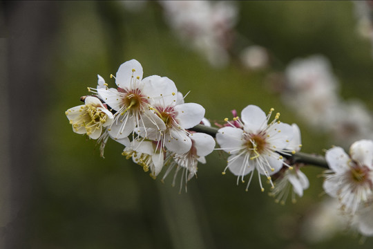 樱花