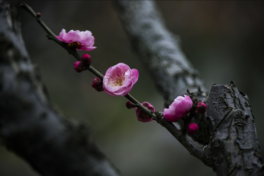 梅花探春