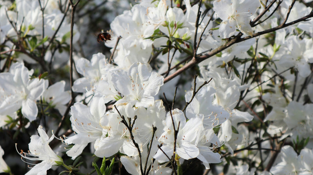 白花杜鹃