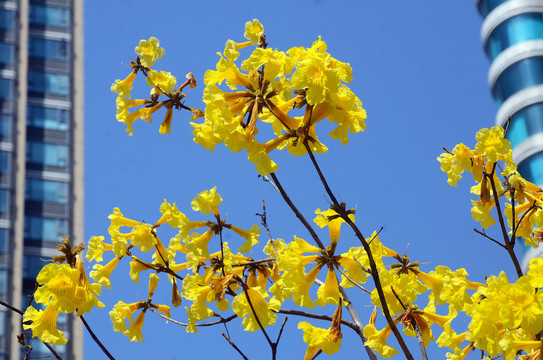 黄花风铃木