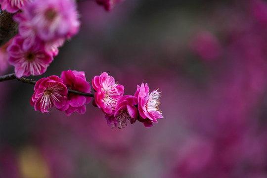 一枝高清唯美红色梅花