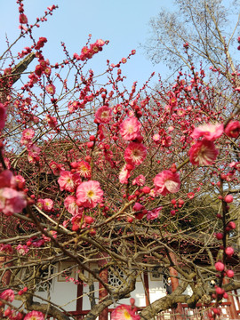 红梅花开