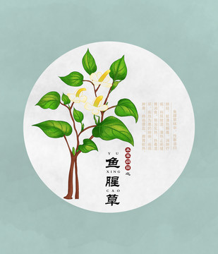 魚腥草