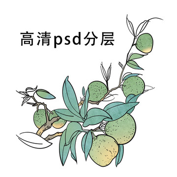 陳皮小青柑手繪