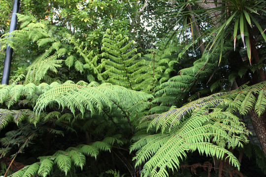 汉密尔顿花园新西兰蕨类植物