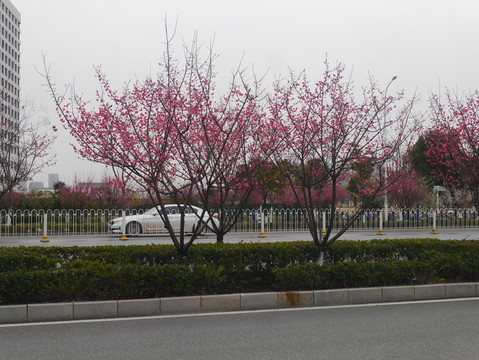 桃树开花公路