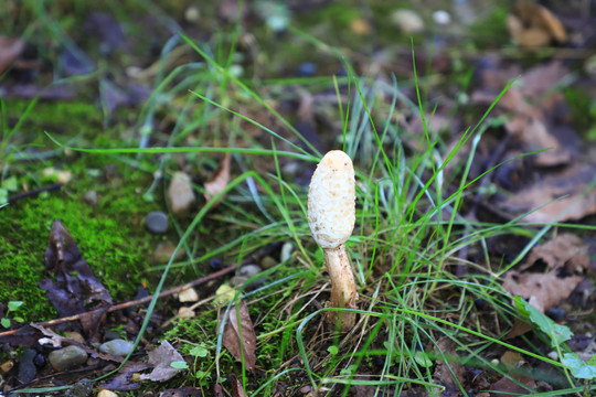 野生菌