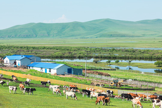 村庄牛群河流湿地边境