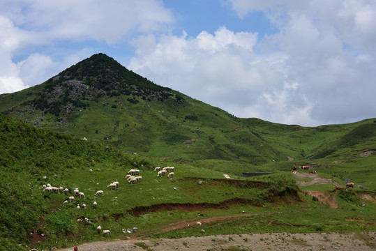 高山草甸