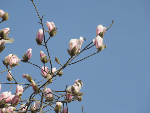 繁花似锦