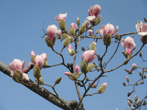 春暖花开