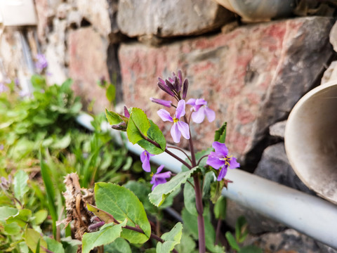 十字花科植物二月兰诸葛菜