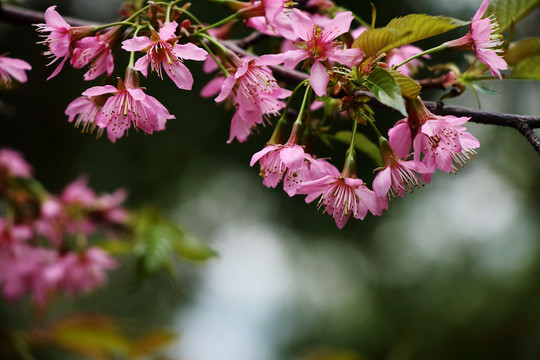 山樱花