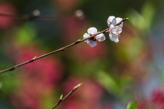 桃花盛开