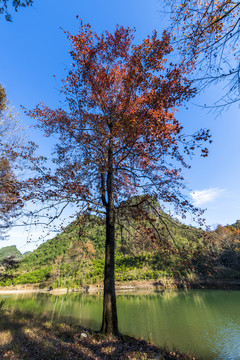 秋天湖边枫树