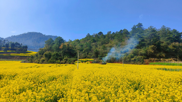 油菜花田