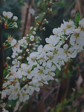 李子树开花