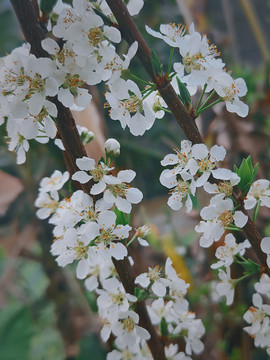 李子树开花