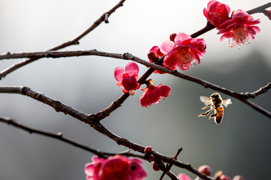 蜂恋花