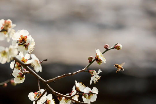 蜂恋花