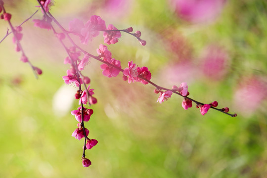 梅花枝