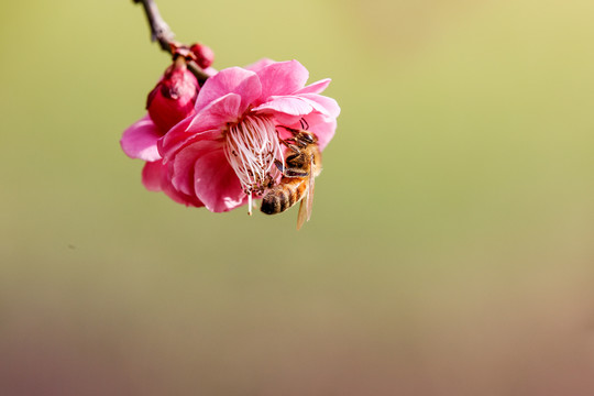 蜂恋花