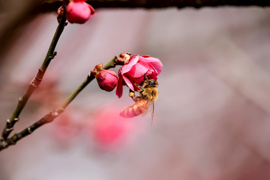 蜂恋花