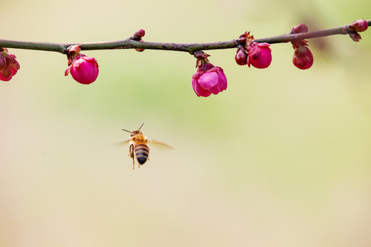 蜂恋花