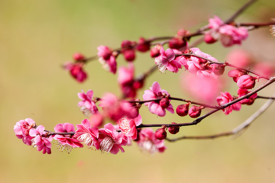 梅花枝