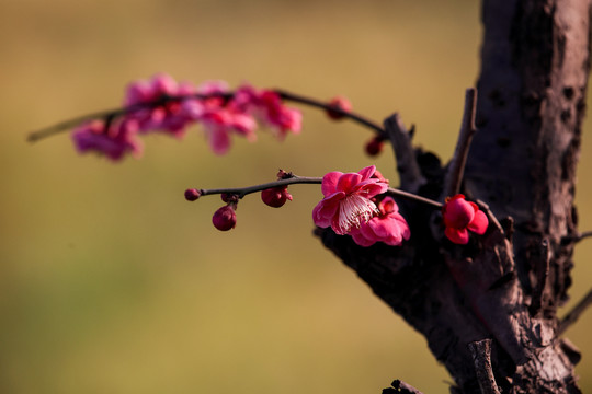 梅花枝