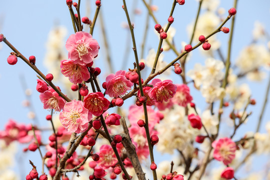 梅花枝