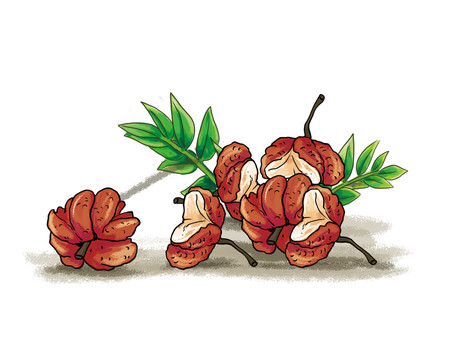 花椒插畫