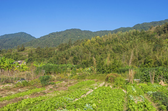 丘陵农田风光