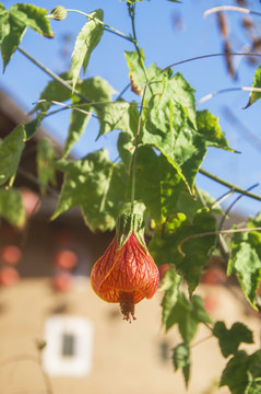 金铃花素材图