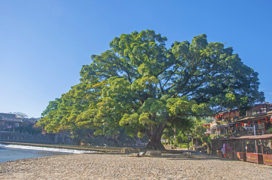 云水谣大榕树