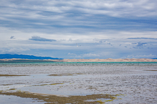 青海湖鸟岛