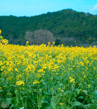 油菜花