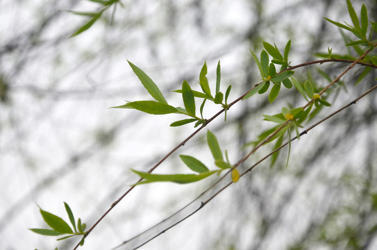 柳树发芽