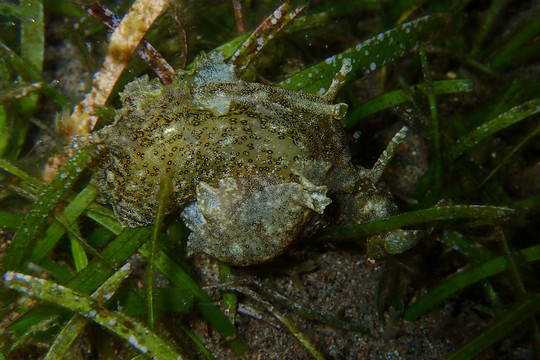 海底生物