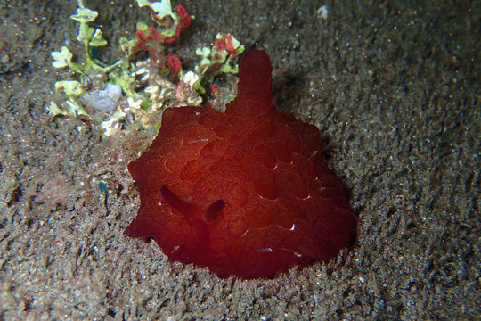 海底生物