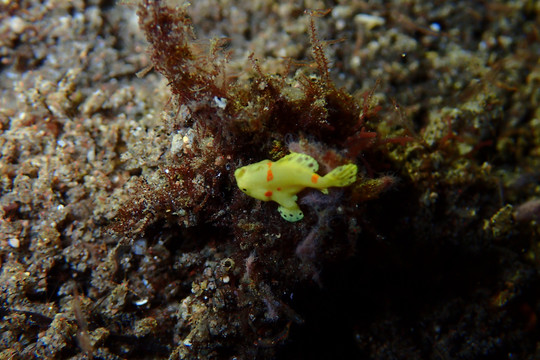 海底生物