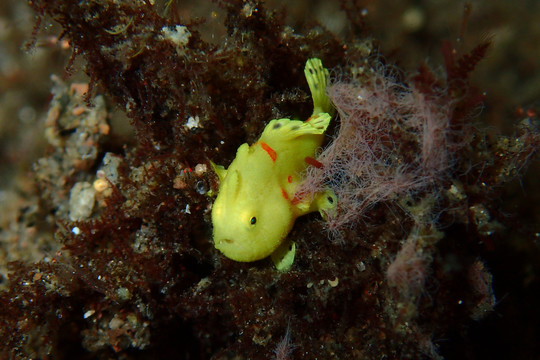 海底生物