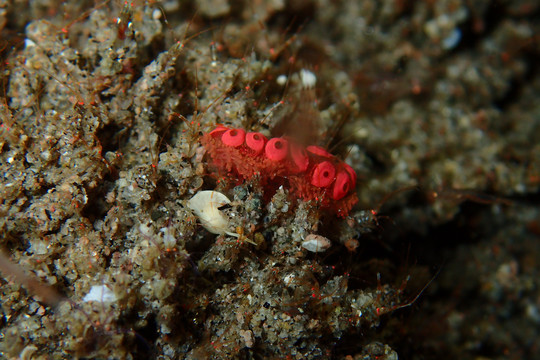 海底生物