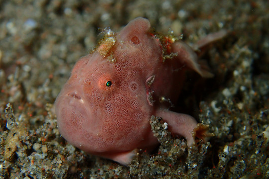 海底生物