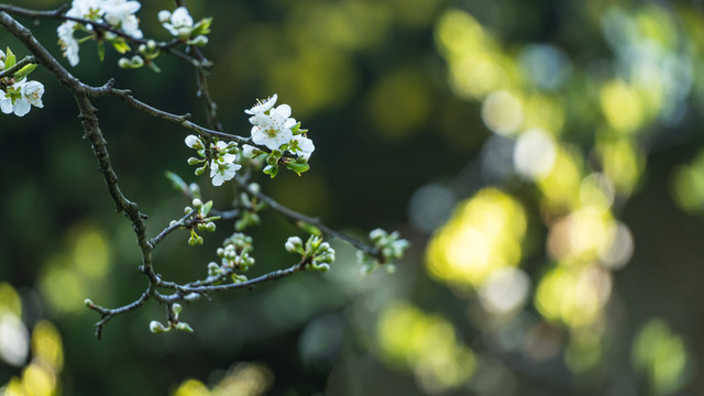 李子花