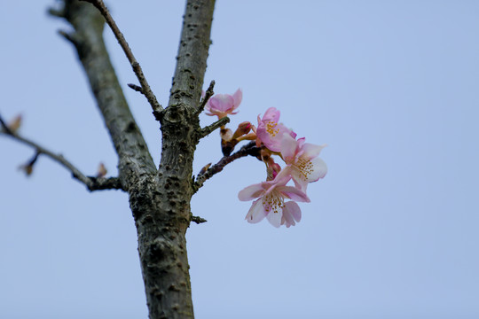 樱花