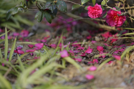 山茶花