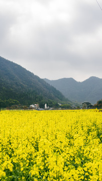 山区的一片油菜花田